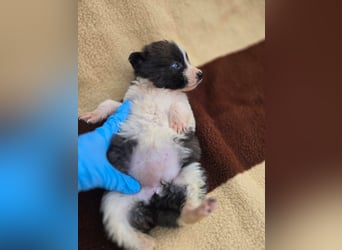 Zadie - darf ich bei dir ankommen und ein Teil deiner Familie werden