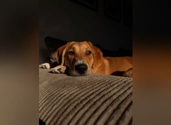 Lani - sucht ihr wahres Happy End - gelehrige Junghündin