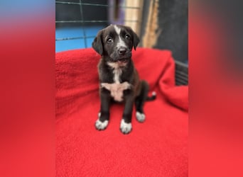 Dolce - süss, fröhlich und zugänglich - sucht genau dich - ja dich