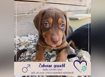 Gino - sucht dich - der ihm ein liebevolles Zuhause schenkt