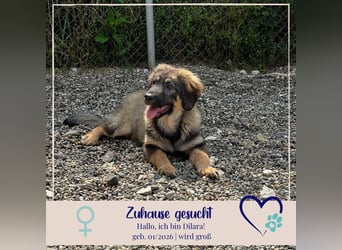 Dilara - fröhliches und offenes Hundemädchen sucht Dich