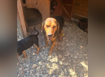 Ginger - tapfere Mama, die gerne eine Familie hätte, bei der sie ankommen kann