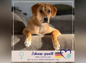 Lani - sucht ihr wahres Happy End - gelehrige Junghündin