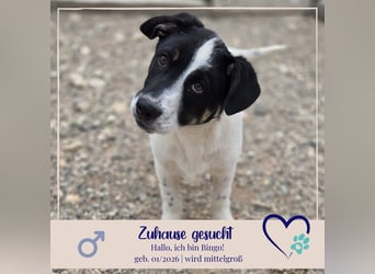 Bingo - sucht ein warmes Körbchen und vieeeel Liebe