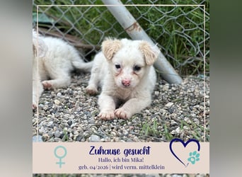 Mika - sucht dich für Abenteuer und Kuschelstunden fürs Leben