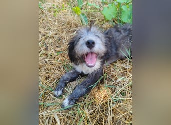 Misuki - toller süsser junge Hund sucht dich als Wegbegleiter