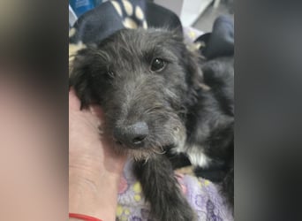 Leon - mit seinem treuen Hundeblick, sucht er ein Zuhause bei Dir
