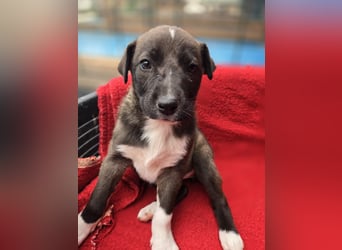 Dana - Welpenmädchen sucht dich - für ihr Foreverhome