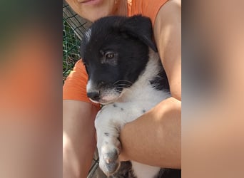 Jamila sucht Dich - ein Zuhause für immer