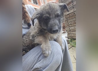 Illay - sucht seine Familie - bist du es ?