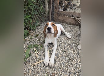 Lissy - sucht Dich für liebevolle Erziehung und für ihr Foreverhome