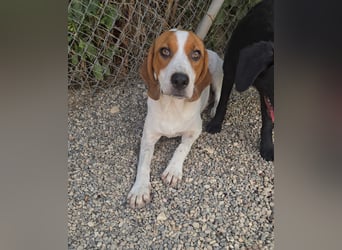 Lissy - sucht Dich für liebevolle Erziehung und für ihr Foreverhome