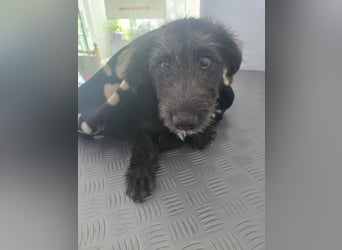 Leon - mit seinem treuen Hundeblick, sucht er ein Zuhause bei Dir