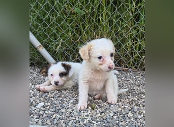 Mika - sucht dich für Abenteuer und Kuschelstunden fürs Leben