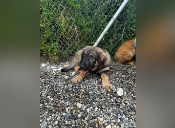Dilara - fröhliches und offenes Hundemädchen sucht Dich