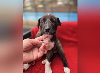 Dana - Welpenmädchen sucht dich - für ihr Foreverhome