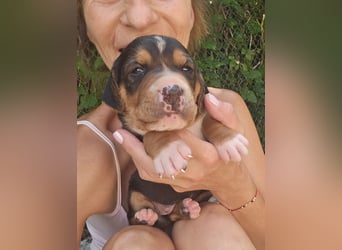 Georgie - sucht bei Dir ein Zuhause mit Liebe, Geborgenheit und ein willkommener Platz