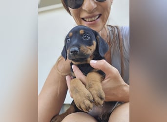 Suki - Abenteurer sucht Dich - mit viel Liebe, Geduld und Verantwortungsbewusstsein