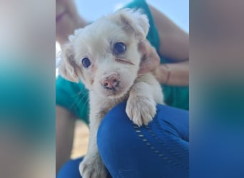 Mika - sucht dich für Abenteuer und Kuschelstunden fürs Leben