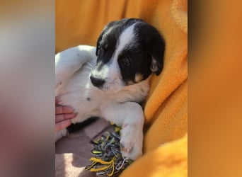 Bingo - sucht ein warmes Körbchen und vieeeel Liebe