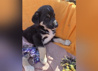 Basco - kommt mit viel Dankbarkeit an - für dich