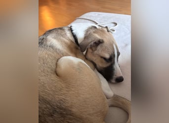 Lilly - will endlich ihr eigenes Für immer Zuhause - ja für immer bitte
