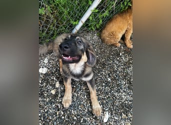 Dilara - fröhliches und offenes Hundemädchen sucht Dich
