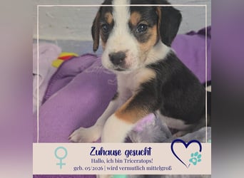 Triceratops - sucht dich für Liebe, Geborgenheit und gemeinsame Momente