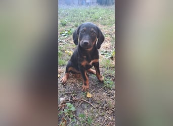 Russel - willst du mit mir gemeinsam wachsen und mir ein Forever Home geben ? Ja Du
