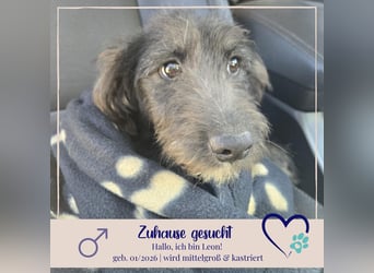 Leon - mit seinem treuen Hundeblick, sucht er ein Zuhause bei Dir