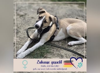 Lilly - will endlich ihr eigenes Für immer Zuhause - ja für immer bitte