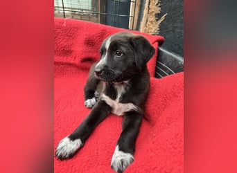 Dolce - süss, fröhlich und zugänglich - sucht genau dich - ja dich