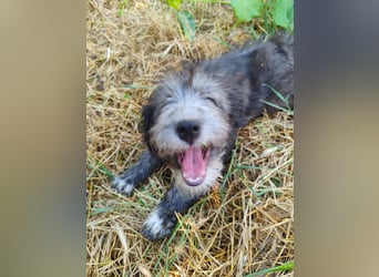 Misuki - toller süsser junge Hund sucht dich als Wegbegleiter
