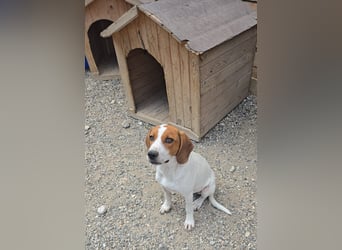 Lissy - sucht Dich für liebevolle Erziehung und für ihr Foreverhome