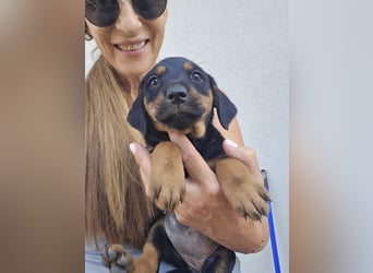 Suki - Abenteurer sucht Dich - mit viel Liebe, Geduld und Verantwortungsbewusstsein