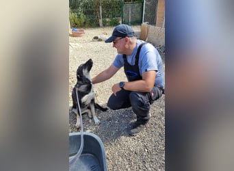 Fidi - sucht noch ihr Zuhause Fidi - sucht noch ihr Zuhause