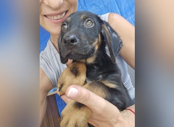 Russel - willst du mit mir gemeinsam wachsen und mir ein Forever Home geben ? Ja Du