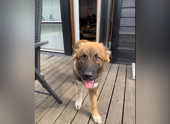 Zayden - sucht sein Foreverhome bei dir - er ist ein toller Wegbegleiter für dich