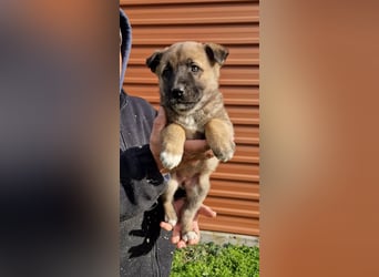 Winnie - kleines Welpenmädchen freut sich auf Dich zum Quatschmachen