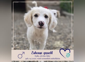 Milo - sucht dich für gemeinsame Abenteuer des Lebens