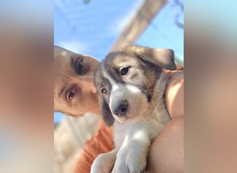 Josie - sucht ein Zuhause voller Liebe, Wärme und Menschen die sie glücklich macht