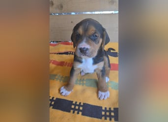 Georgie - sucht bei Dir ein Zuhause mit Liebe, Geborgenheit und ein willkommener Platz