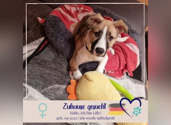 Lilly - süsse Junghündin - die Herzen schmelzen bei ihr