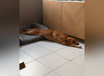 Lani - sucht ihr wahres Happy End - gelehrige Junghündin