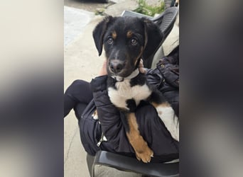 Georgina - möchte dich adoptieren oder Du sie ?