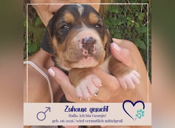 Georgie - sucht bei Dir ein Zuhause mit Liebe, Geborgenheit und ein willkommener Platz