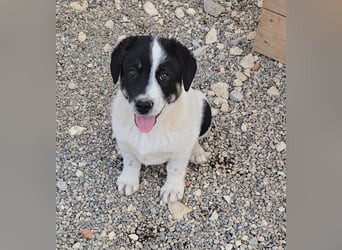 Bingo - sucht ein warmes Körbchen und vieeeel Liebe