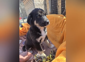 Basco - kommt mit viel Dankbarkeit an - für dich