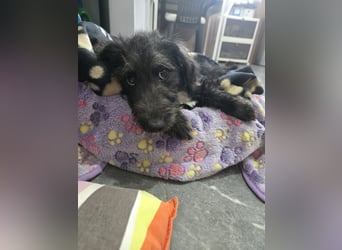 Leon - mit seinem treuen Hundeblick, sucht er ein Zuhause bei Dir