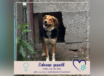 Ella - fröhliche junge Hündin - sucht Dich - genau Dich